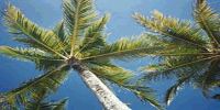 Palm Trees